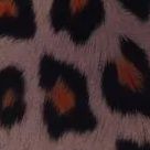 Leopard Marron
